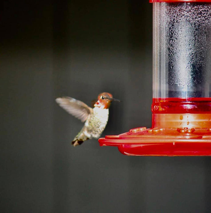 First Nature 16oz Hummingbird Feeder